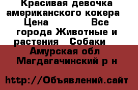 Красивая девочка американского кокера › Цена ­ 35 000 - Все города Животные и растения » Собаки   . Амурская обл.,Магдагачинский р-н